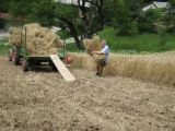 Spravilo požete pšenice na prikolico